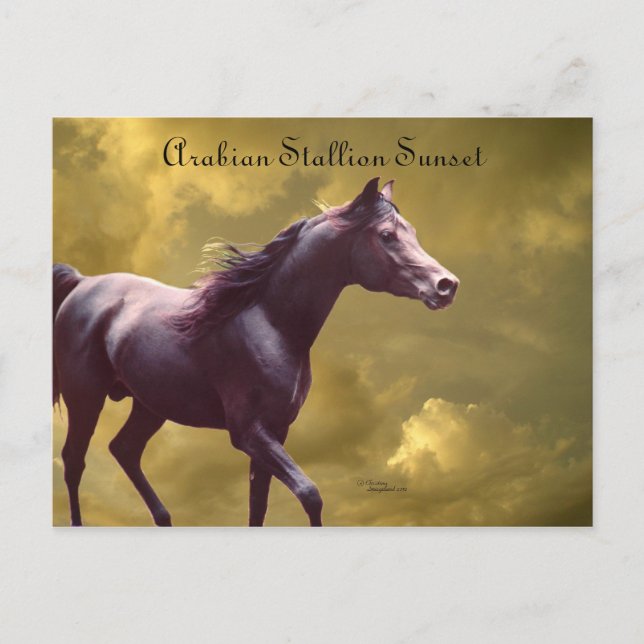 Postal Postcarta de la tormenta árabe Stallion Stormy Sun (Anverso)