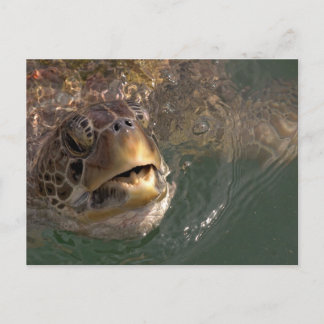 Postal Postcarta de la tortuga del Mar Verde