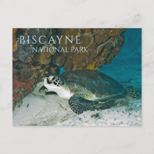 Postal Postcarta de la tortuga del Mar Verde