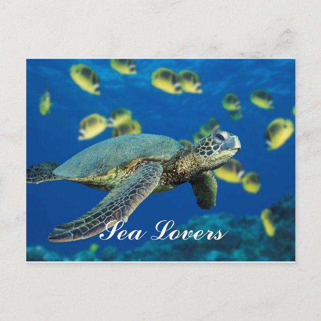 Postal Postcarta de la tortuga del Mar Verde (Anverso)