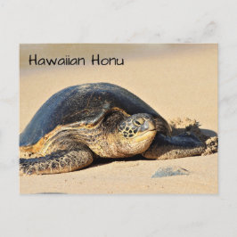 Postal Postcarta de la tortuga marina hawaiana