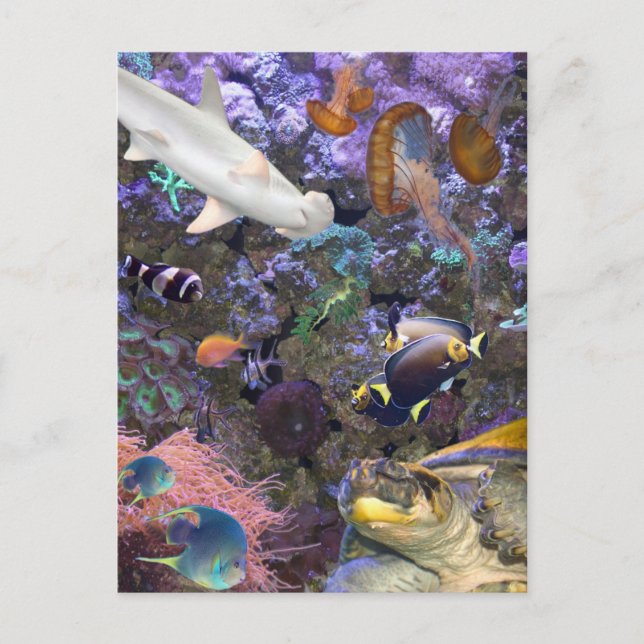 Postal Postcarta de la vida marina (Anverso)