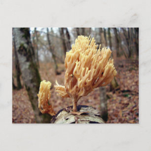 Postal Postcarta de la viscosa de Calocera