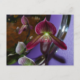Postal Postcarta de Lady Slipper