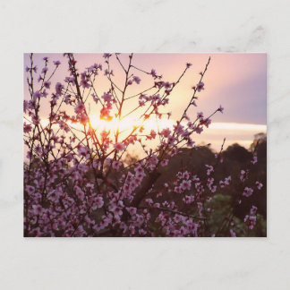 Postal Postcarta de las flores del sol