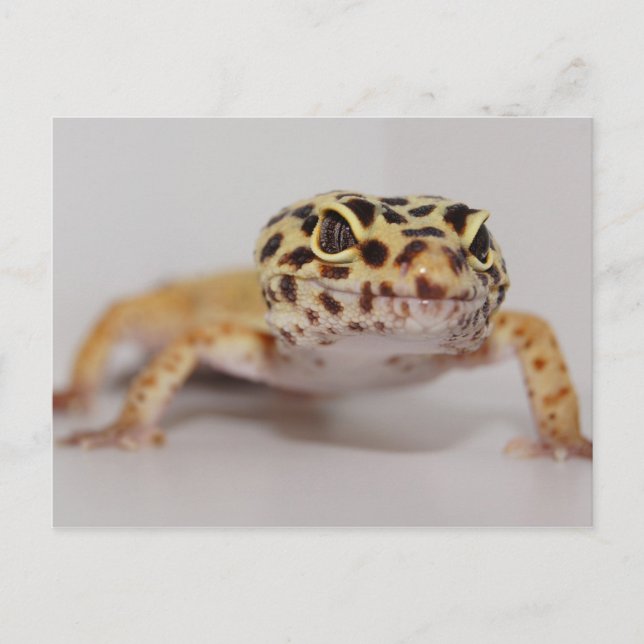 Postal Postcarta de Leopard Gecko (Anverso)