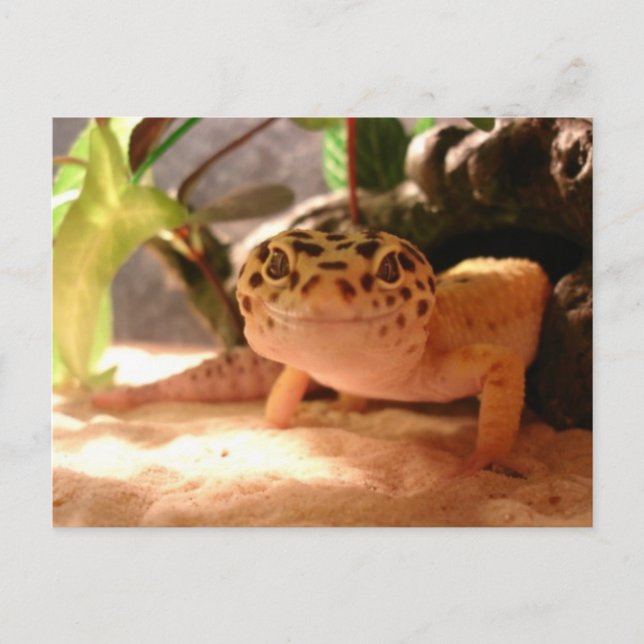 Postal Postcarta de Leopard Gecko (Anverso)