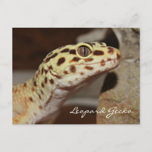 Postal Postcarta de Leopard Gecko