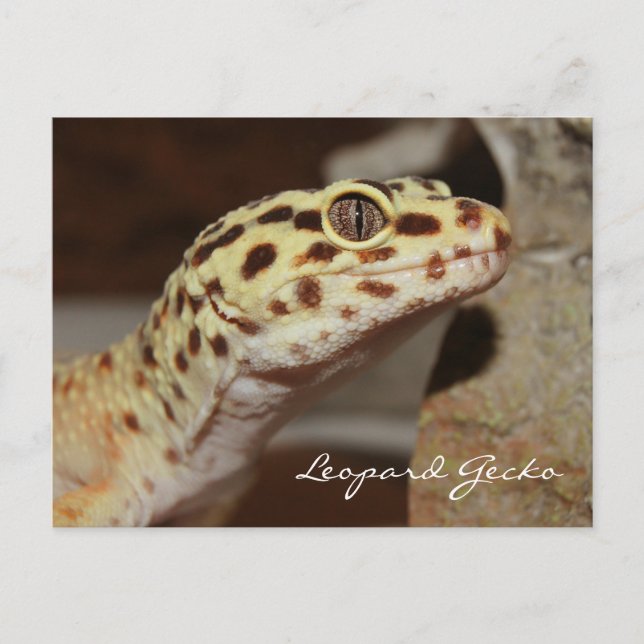 Postal Postcarta de Leopard Gecko (Anverso)