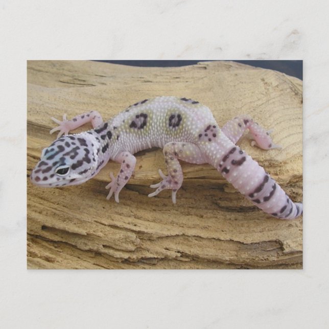 Postal Postcarta de Leopard Gecko (Anverso)