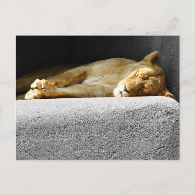 Postal Postcarta de Lioness Sleeping (Anverso)