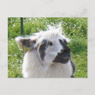 Postal Postcarta de llamada sonriente