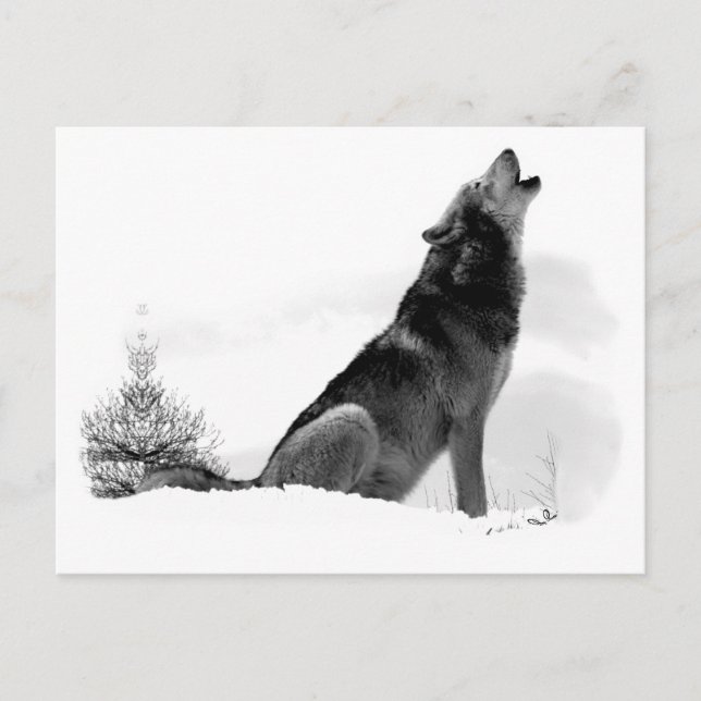 Postal Postcarta de Lobo de Madera de Alaskan (Anverso)