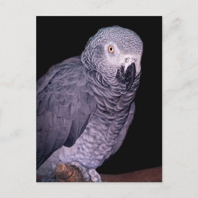 Postal Postcarta de loro gris africano (Anverso)