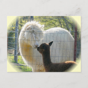 Postal Postcarta de los besos de la Alpaca