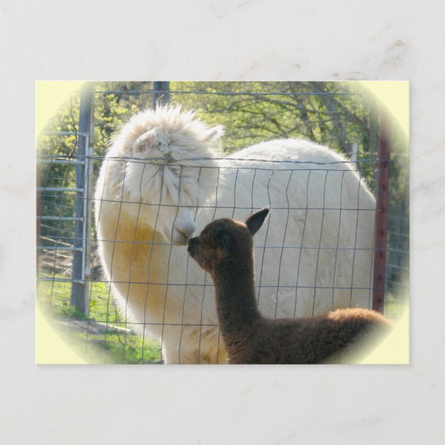 Postal Postcarta de los besos de la Alpaca (Anverso)