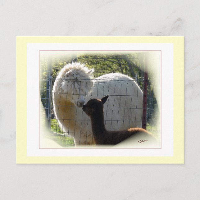 Postal Postcarta de los besos de la Alpaca (Anverso)