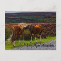 Postcarta de los ponis salvajes de Mentira Larga