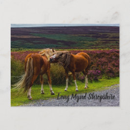 Postal Postcarta de los ponis salvajes de Mentira Larga