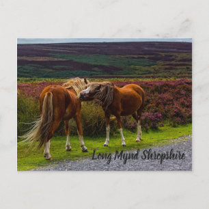 Postal Postcarta de los ponis salvajes de Mentira Larga
