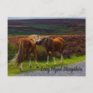 Postal Postcarta de los ponis salvajes de Mentira Larga