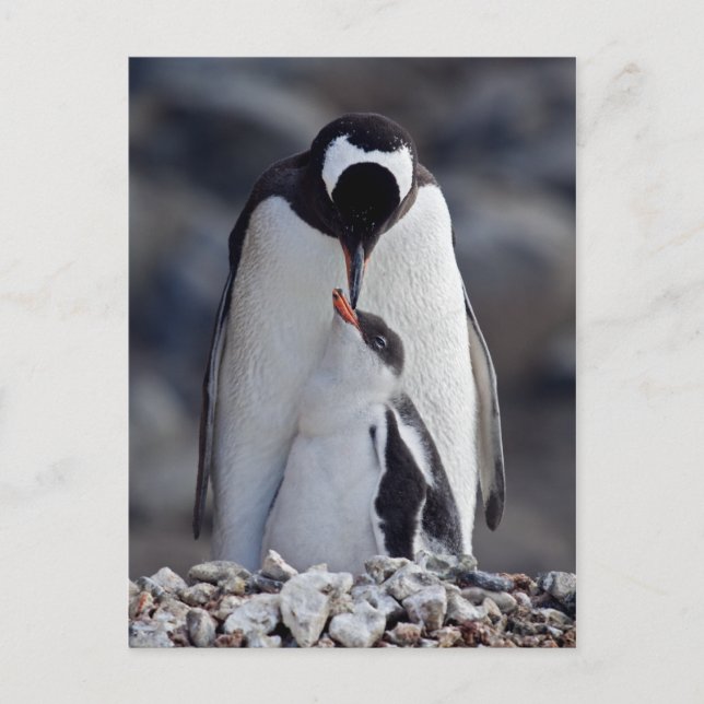Postal Postcarta de Lullaby (Anverso)