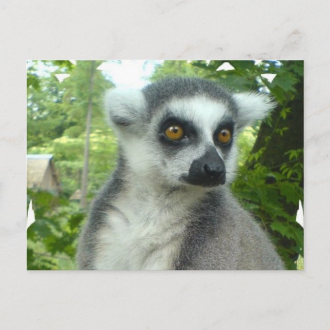 Postal Postcarta de Madagascar Lemur (Anverso)
