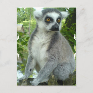 Postal Postcarta de Madagascar Lemur