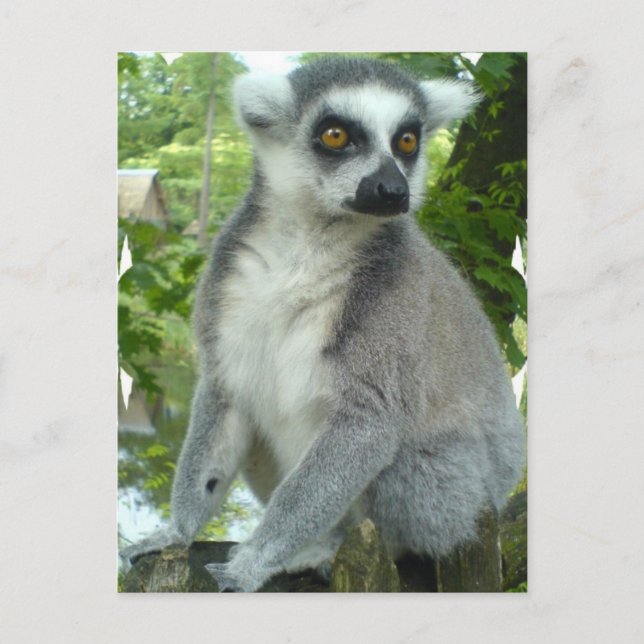 Postal Postcarta de Madagascar Lemur (Anverso)