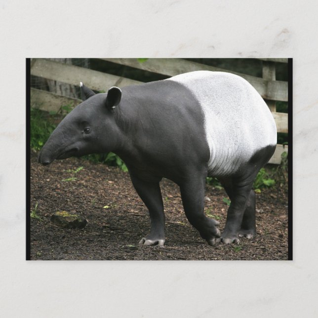 Postal Postcarta de Malayan Tapir (Anverso)