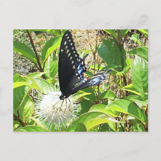 Postal Postcarta de mariposa