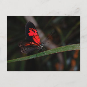 Postal Postcarta de mariposa