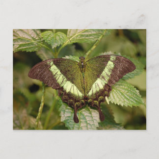 Postal Postcarta de mariposa