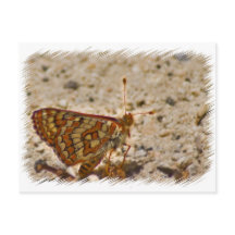 Postcarta de mariposa