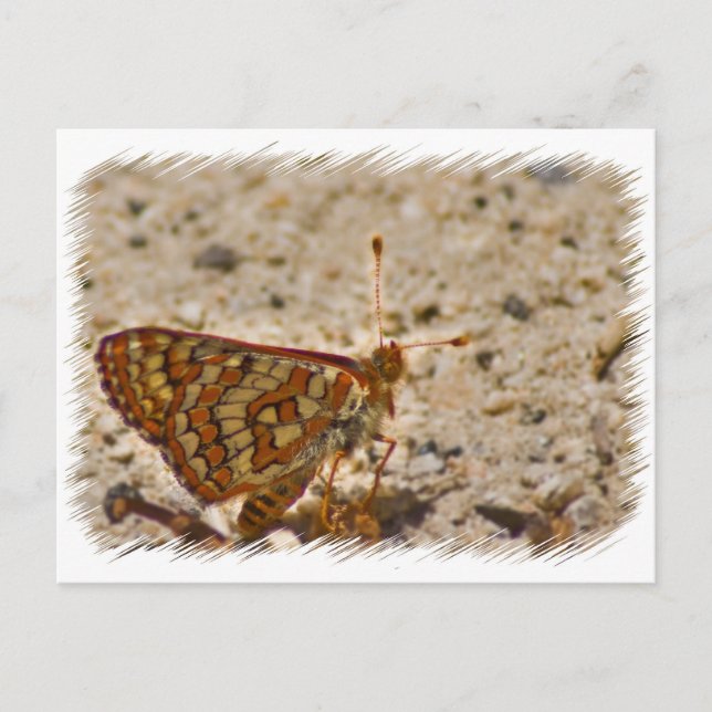Postal Postcarta de mariposa (Anverso)