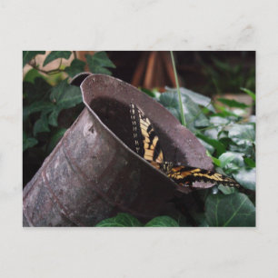 Postal Postcarta de mariposa