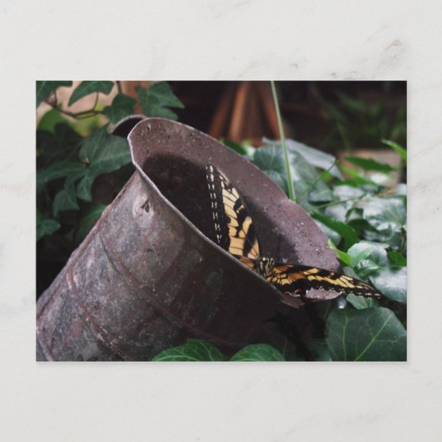 Postal Postcarta de mariposa (Anverso)