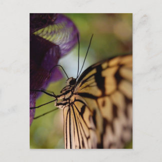 Postal Postcarta de mariposa