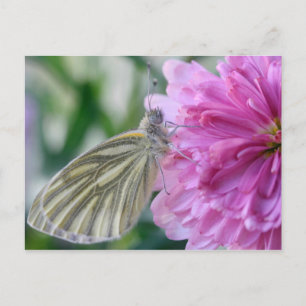 Postal Postcarta de mariposa