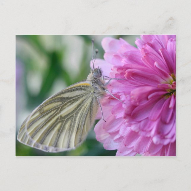 Postal Postcarta de mariposa (Anverso)