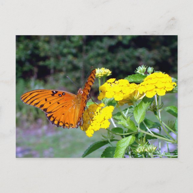 Postal Postcarta de mariposa (Anverso)