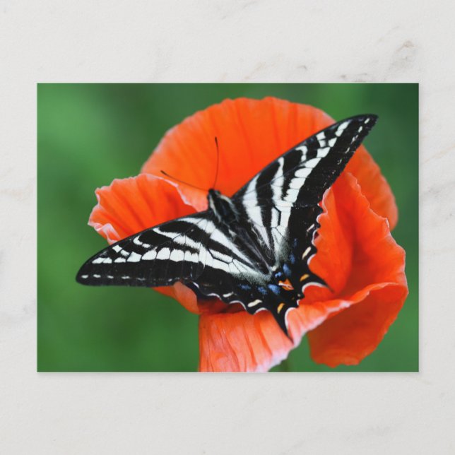 Postal Postcarta de mariposa (Anverso)