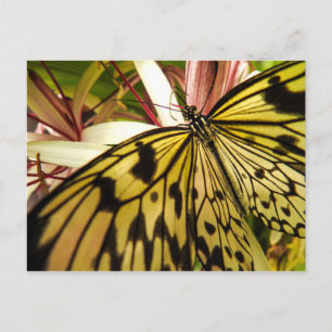 Postal Postcarta de mariposa