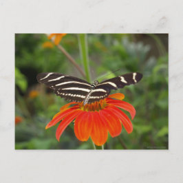 Postal Postcarta de mariposa cebra