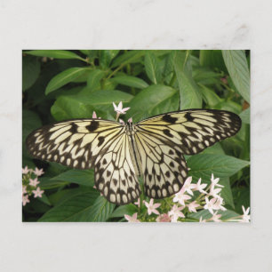 Postal Postcarta de mariposa de cometa de papel