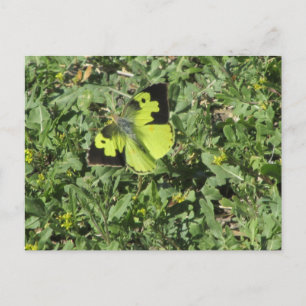 Postal Postcarta de mariposa de dogface meridional