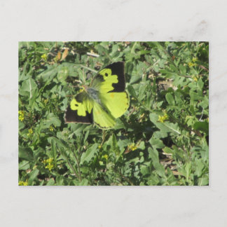 Postal Postcarta de mariposa de dogface meridional