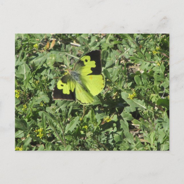 Postal Postcarta de mariposa de dogface meridional (Anverso)