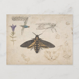 Postal Postcarta de mariposa de época