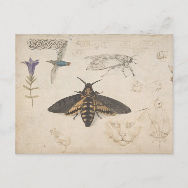 Postal Postcarta de mariposa de época (Anverso)